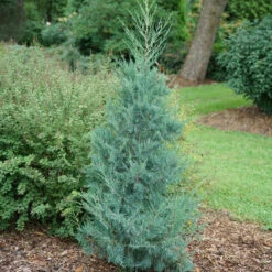 Aquavita™ Juniper -Great Garden Plants Sales Store Juniperus Aquavita 3