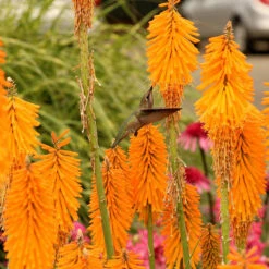 'Mango Popsicle' Red Hot Poker -Great Garden Plants Sales Store Kniphofia Mango Popsicle 6