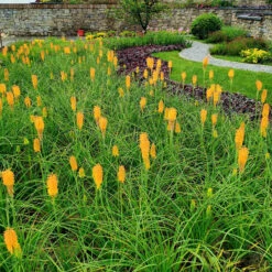 'Mango Popsicle' Red Hot Poker -Great Garden Plants Sales Store Kniphofia Mango Popsicle 7 1