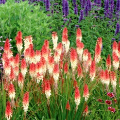 'Orange Vanilla Popsicle' Red Hot Poker -Great Garden Plants Sales Store Kniphofia Orange Vanilla Popsicle 4