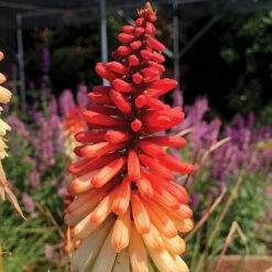 'Orange Vanilla Popsicle' Red Hot Poker -Great Garden Plants Sales Store Kniphofia Orange Vanilla Popsicle 6
