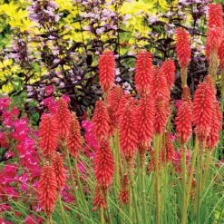 'Redhot Popsicle' Red Hot Poker -Great Garden Plants Sales Store Kniphofia Redhot Popsicle 2