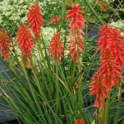 'Redhot Popsicle' Red Hot Poker -Great Garden Plants Sales Store Kniphofia Redhot Popsicle 4