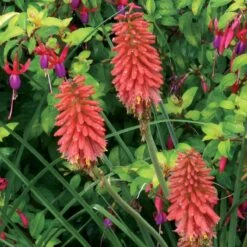 'Redhot Popsicle' Red Hot Poker -Great Garden Plants Sales Store Kniphofia Redhot Popsicle 5