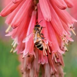 'Redhot Popsicle' Red Hot Poker -Great Garden Plants Sales Store Kniphofia Redhot Popsicle 6 1