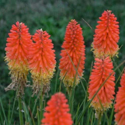 Pyromania™ 'Backdraft' Red Hot Poker -Great Garden Plants Sales Store Kniphofia Backdraft 2 P