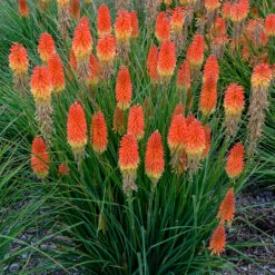 Pyromania™ 'Backdraft' Red Hot Poker -Great Garden Plants Sales Store Kniphofia Backdraft 3 P