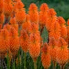 Pyromania™ 'Orange Blaze' Red Hot Poker
