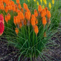 Pyromania™ 'Orange Blaze' Red Hot Poker -Great Garden Plants Sales Store Kniphofia Orange Blaze 2 P