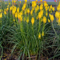 Pyromania™ 'Solar Flare' Red Hot Poker -Great Garden Plants Sales Store Kniphofia Solar Flare 2 P