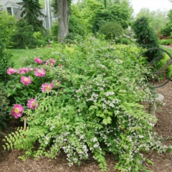 Jolene Jolene™ Beautybush -Great Garden Plants Sales Store KolkwitziaJoleneJoleneDSC09745 800x800 eabc40a