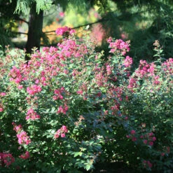Infinitini® Magenta Crapemyrtle 6 Infinitini® Magenta Crapemyrtle -Great Garden Plants Sales Store Lagerstroemia Infinitini Magenta 3 P