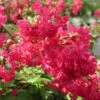 Infinitini Watermelon® Crapemyrtle
