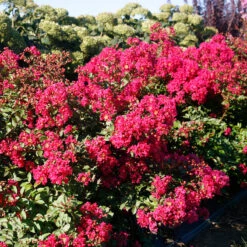 Infinitini Watermelon® Crapemyrtle -Great Garden Plants Sales Store Lagerstroemia Infinitini Watermelon 3 P