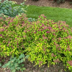 Double Play® Dolly™ Spirea 7 Double Play® Dolly™ Spirea -Great Garden Plants Sales Store Landscapeviewoftheroundedcarefreehabitof yyt