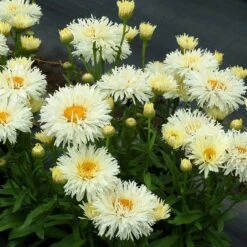 'Coconut' Double Shasta Daisy -Great Garden Plants Sales Store Leucanthemum Coconut 2
