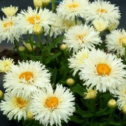 'Coconut' Double Shasta Daisy -Great Garden Plants Sales Store Leucanthemum Coconut 3