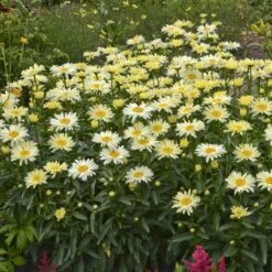 Amazing Daisies® 'Banana Cream' Shasta -Great Garden Plants Sales Store Leucanthemum Banana Cream 2 P 70ca4ab5 25ef 449f 9d4d 1238edb1ed89 sw