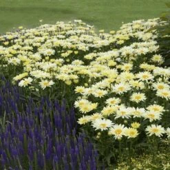 Amazing Daisies® 'Banana Cream' Shasta -Great Garden Plants Sales Store Leucanthemum Banana Cream 3 P 2b9bf5b7 58a6 4268 b2df 820fd2810532 sw