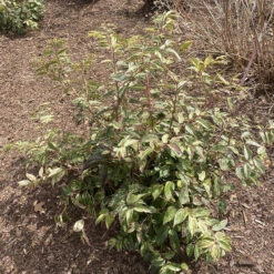 Paisley Pup™ Doghobble 10 Paisley Pup™ Doghobble -Great Garden Plants Sales Store Leucothoe Paisley Pup IMG 9190