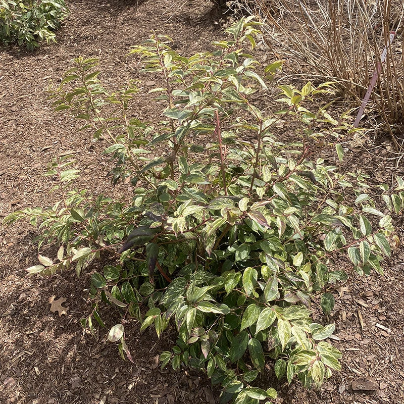 Paisley Pup™ Doghobble 5 Paisley Pup™ Doghobble - Image 5