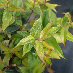 Paisley Pup™ Doghobble 8 Paisley Pup™ Doghobble -Great Garden Plants Sales Store Leucothoe Paisley Pup P1214645