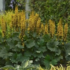 'Bottle Rocket' Ligularia -Great Garden Plants Sales Store Ligularia Bottle Rocket 3 P sw