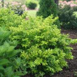 Golden Ticket® Privet -Great Garden Plants Sales Store Ligustrum Golden Ticket 3