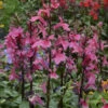 'Starship Deep Rose' Cardinal Flower