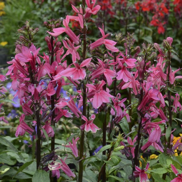 'Starship Deep Rose' Cardinal Flower 1 'Starship Deep Rose' Cardinal Flower