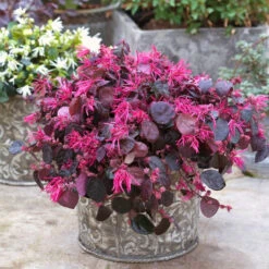 Jazz Hands Bold® Chinese Fringe-Flower -Great Garden Plants Sales Store Loropetalum Jazz Hands Bold 3
