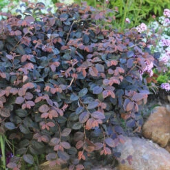 Jazz Hands® Pink Chinese Fringe-Flower -Great Garden Plants Sales Store Loropetalum Jazz Hands Dwarf Pink 3
