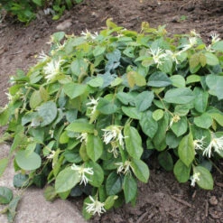 Jazz Hands® White Chinese Fringe-Flower -Great Garden Plants Sales Store Loropetalum Jazz Hands Dwarf White 3