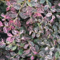 Jazz Hands Night Moves® Chinese Fringe-Flower -Great Garden Plants Sales Store Loropetalum Jazz Hands Night Moves 3