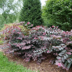 Jazz Hands® Pink Chinese Fringe-Flower -Great Garden Plants Sales Store LoropetalumJazzHandsPinkP1079773 800x800 9f503d1