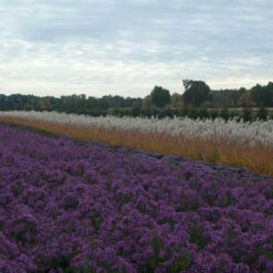 Purple Eulalia -Great Garden Plants Sales Store MISPU1Q 3 sw