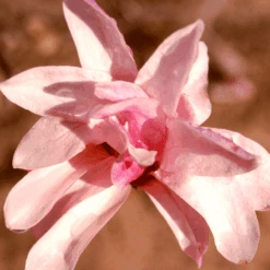 'Leonard Messel' Magnolia -Great Garden Plants Sales Store Magnolia Leonard Messel 1