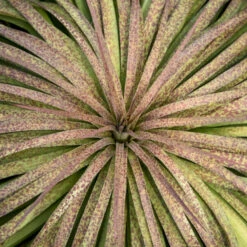 Mad About Mangave® 'Bad Hair Day' Mangave -Great Garden Plants Sales Store Mangave BadHairDay Mangave 2