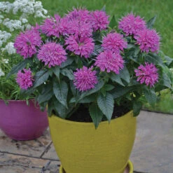 'Pardon My Purple' Bee Balm -Great Garden Plants Sales Store Monarda Pardon My Purple 1 P