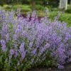 'Cat's Meow' Catmint