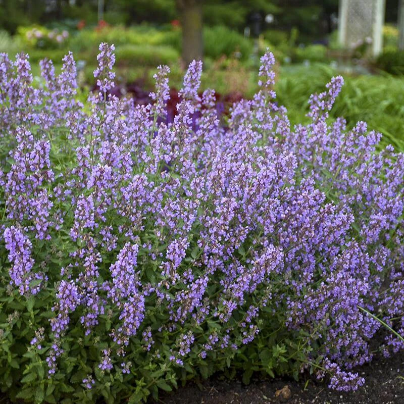 'Cat's Meow' Catmint 1 'Cat's Meow' Catmint