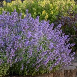 'Cat's Meow' Catmint 8 'Cat's Meow' Catmint -Great Garden Plants Sales Store Nepeta Cats Meow 5 P sw