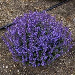 'Cat's Pajamas' Catmint -Great Garden Plants Sales Store Nepeta Cats Pajamas 5 P sw