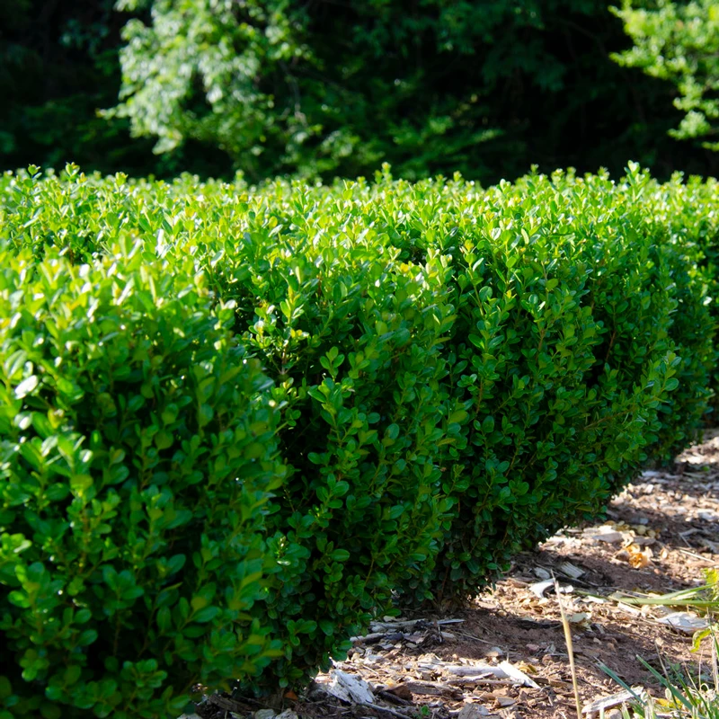 NewGen Freedom® Boxwood 1 NewGen Freedom® Boxwood