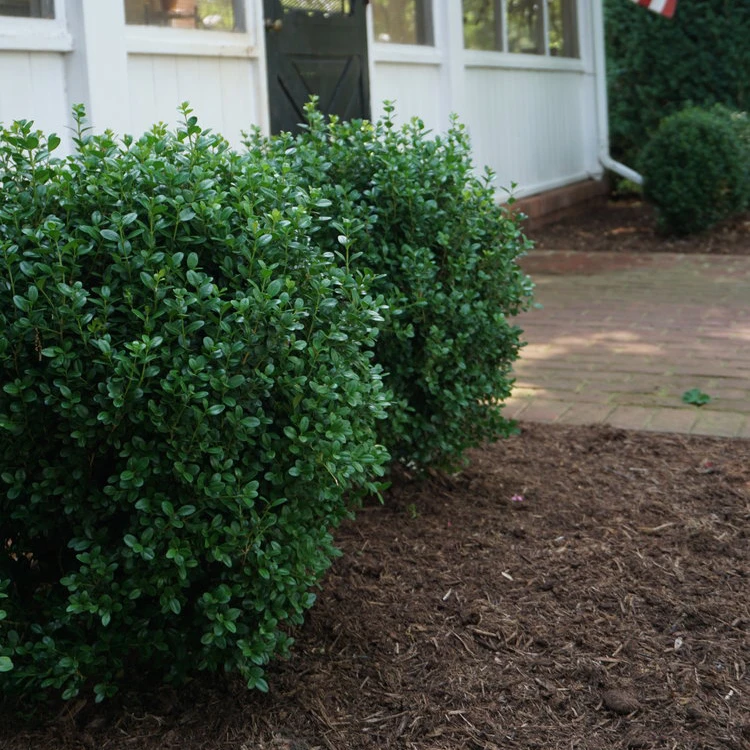 NewGen Freedom® Boxwood 2 NewGen Freedom® Boxwood - Image 2