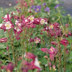 'Biedermeier Mix' Columbine 6 'Biedermeier Mix' Columbine -Great Garden Plants Sales Store P1037254 800x800 d4c8f1c