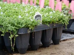 Blue Star Creeper (Isotoma Fluviatilis) -Great Garden Plants Sales Store P1064381