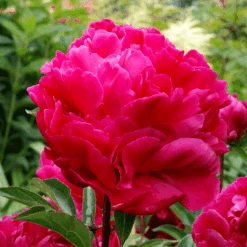 'Karl Rosenfield' Peony -Great Garden Plants Sales Store PaeoniaKarlRosenfield 070526gbv015