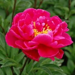 'Karl Rosenfield' Peony -Great Garden Plants Sales Store PaeoniaKarlRosenfield 120601gbo043