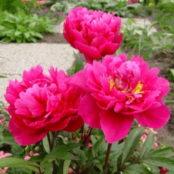 'Karl Rosenfield' Peony -Great Garden Plants Sales Store PaeoniaKarlRosenfield 130828kwe138